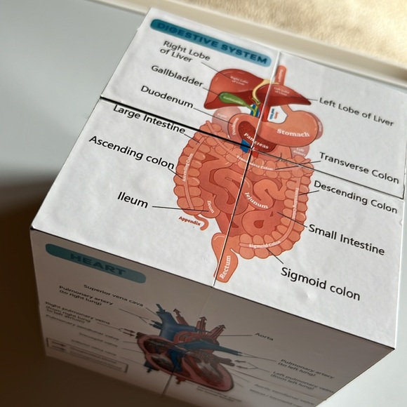 Human anatomy cube - Picture 2 of 6